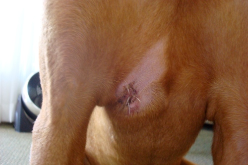Crawford's stitched wound. It's healed very nicely now :)
